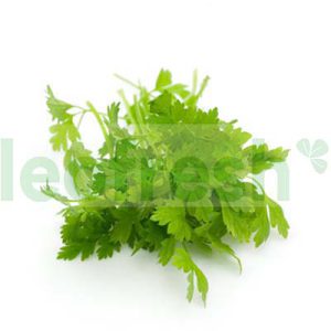 CHERVIL IN BUNCH