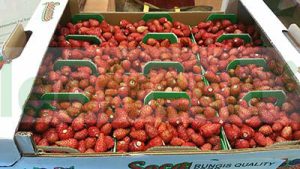 WILD STRAWBERRY 10 X 100 GR