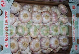 PINK GARLIC AOP FROM LAUTREC