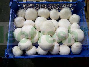 BIG SIZE CHAMPIGNONS DE PARIS