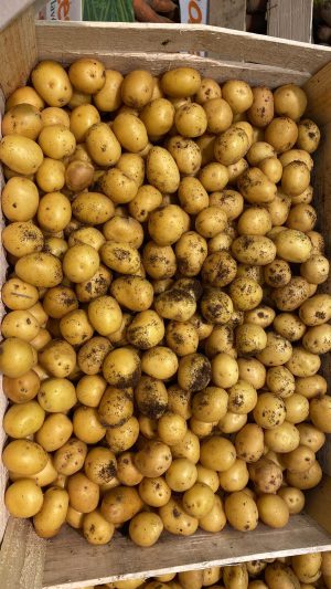 POTATOES BABY SIZE MITRAILLE