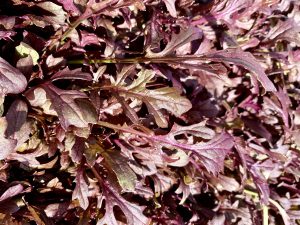 MUSTARD RED LEAVES CURLY SALAD