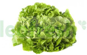 GREEN OAK LEAF SALAD