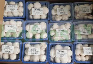 CHAMPIGNONS DE PARIS IN DISH 6 X 250 GR