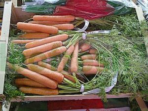 CARROT ORANGE IN BUNCH