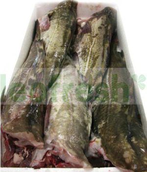 COD FISH HEADLESS