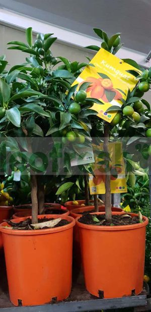 KUMQUAT TREE