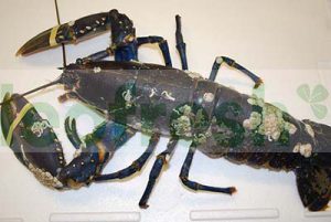 LOBSTER BLUE 1.7+ KG