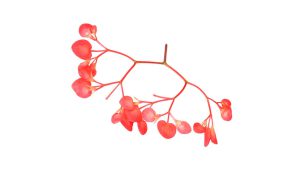 APPLE BLOSSOM 2 X 100 PC