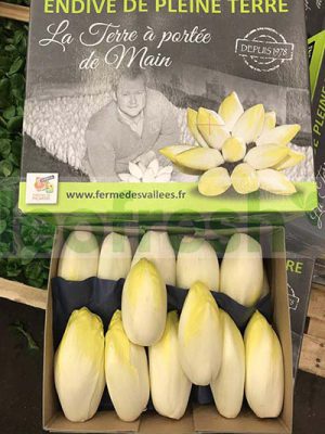 CHICORY WHITE ENDIVE IN EARTH
