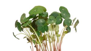 ZORRY CRESS / ZORRI CRESS / NASTURTIUM LEAVES