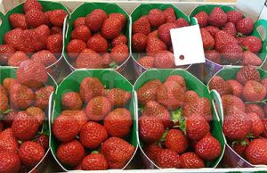STRAWBERRY MARA DES BOIS