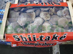SHI-TAKE / SHITAKE