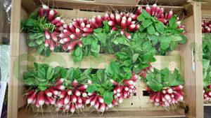 BREAKFAST RADISH PINK  IN BUNCH