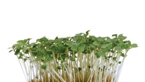RUCOLA CRESS