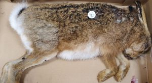 OVEN READY HARE WITH HEAD AND OFFALS