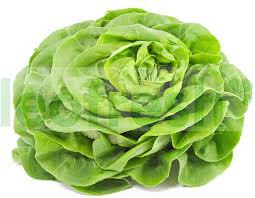 LETTUCE BUTTERHEAD SALAD