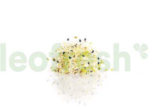LEEKS SPROUT