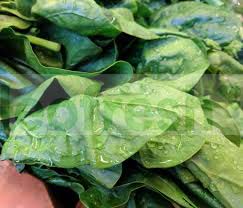 SPINACH BIG LEAVES