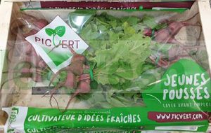 BEETROOT BABY  CHIOGGIA IN BUNCH