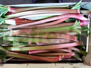 RHUBARB