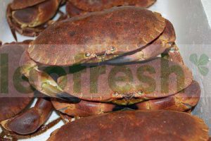 MUD CRAB HALF COOKED 400/600