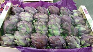 ARTICHOKE BABY CAL 44