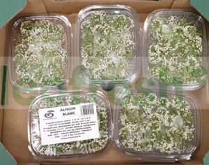 EDIBLE FLOWER GARLIC