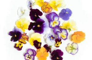 EDIBLE FLOWER X 1 PC