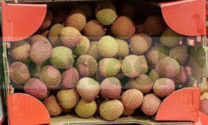 LYCHEE  LITCHI