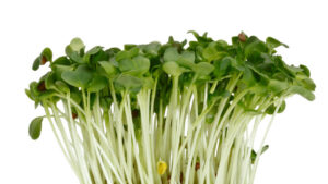 DAIKON CRESS