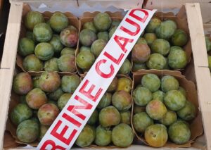 PLUM REINE CLAUDE