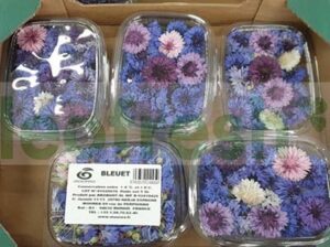 EDIBLE FLOWER BEGONIA BLEUEY