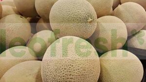 MELON GALIA