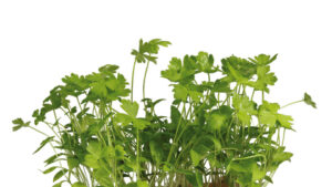 PERSINETTE CRESS