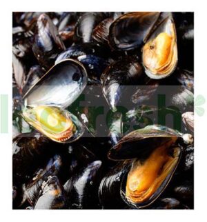 MUSSELS BOUCHOT SAINT MICHEL 3KG