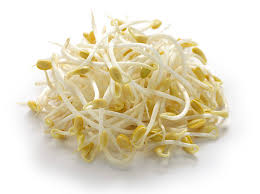 SOYA SPROUT