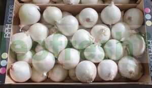 WHITE ONION 6/8