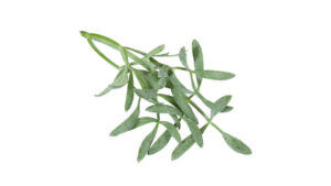 SEA FENNEL