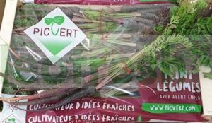 CARROT BABY PURPLE IN BUNCH