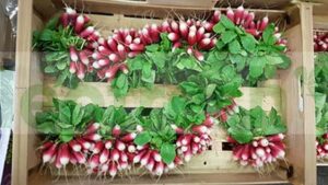 BREAKFAST RADISH PINK  IN BUNCH