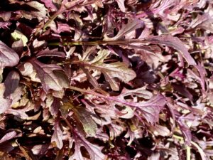 MUSTARD RED LEAVES CURLY SALAD