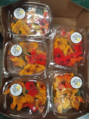 EDIBLE FLOWER NASTURTIUM