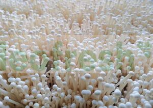 ENOKI MUSHROOM X 10 PCS