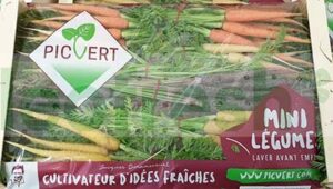 CARROT BABY MULTICOLORED IN BUNCH