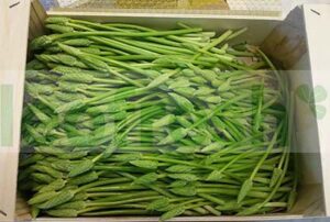 WILD ASPARAGUS X 1KG