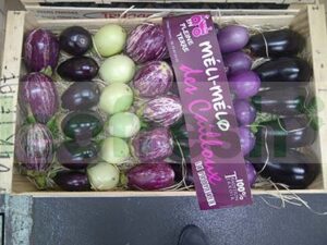 EGGPLANT MULTICOLORE