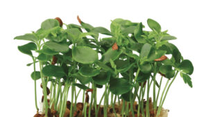 TAHOON CRESS