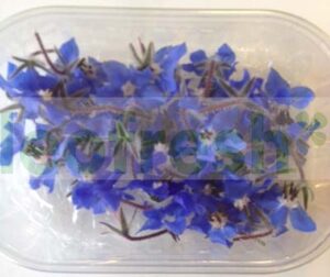 EDIBLE FLOWER BOURRACHE