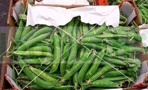 FRESH GREEN PEAS